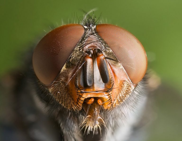 Read more about the article FruitFly Trial in Mexico