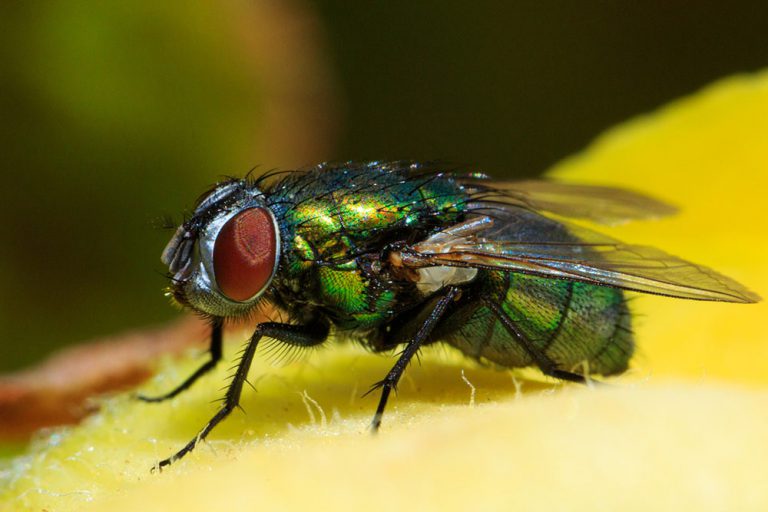 Read more about the article Fruit Fly Test Chile